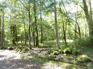 前面道路右側より